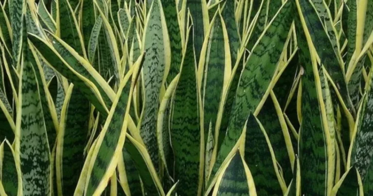 Se você tem uma dessas 5 plantas em casa se livre delas imediatamente