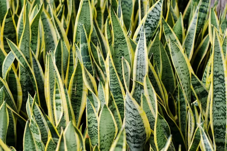 4 plantas que são altamente venenosas e podem matar qualquer ser humano