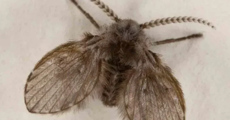 De onde saem e por que surgem as mosquinhas de banheiro? Dez curiosidades sobre elas