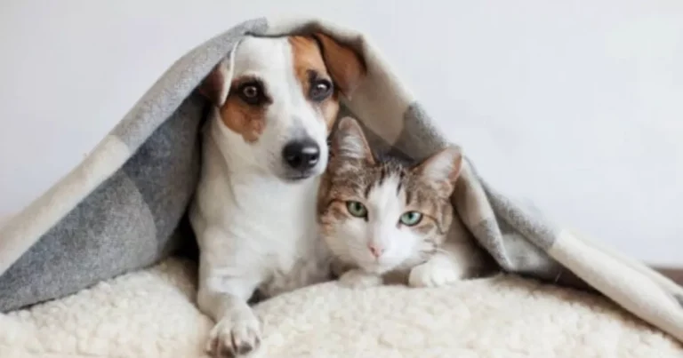 Chegou o frio: como proteger cães e gatos nesse período mais gelado?