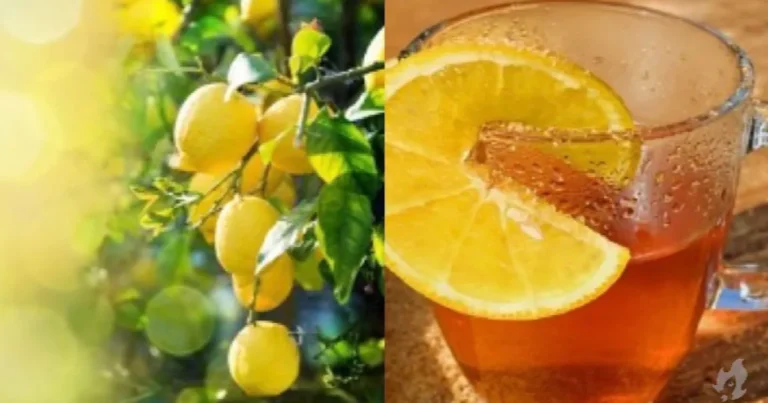Se você sofre de ansiedade você precisa ver essa receita
