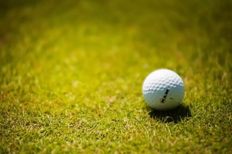 As Covinhas Fofas na Bola de Golfe