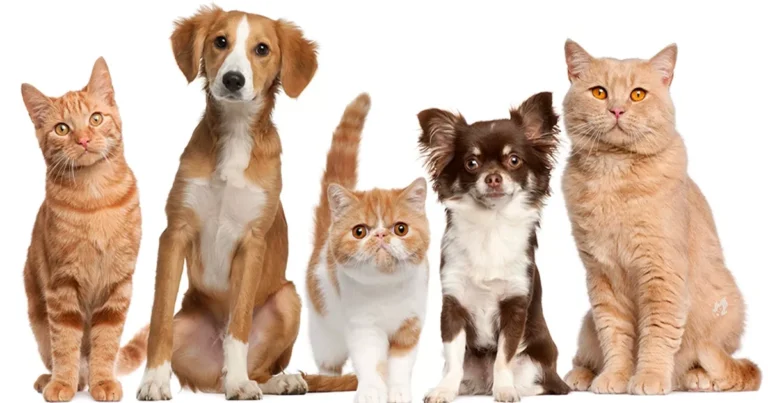 Aliados inesperados: 3 animais que identificam doenças humanas