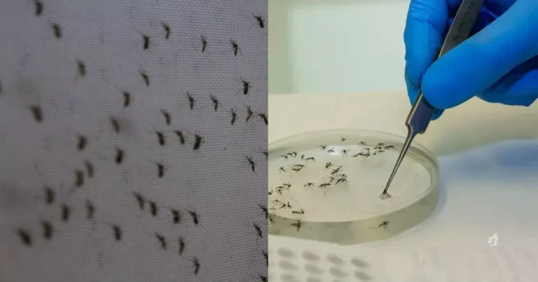 Novo surto de febre Oropouche acompanha emergência de Variante Viral