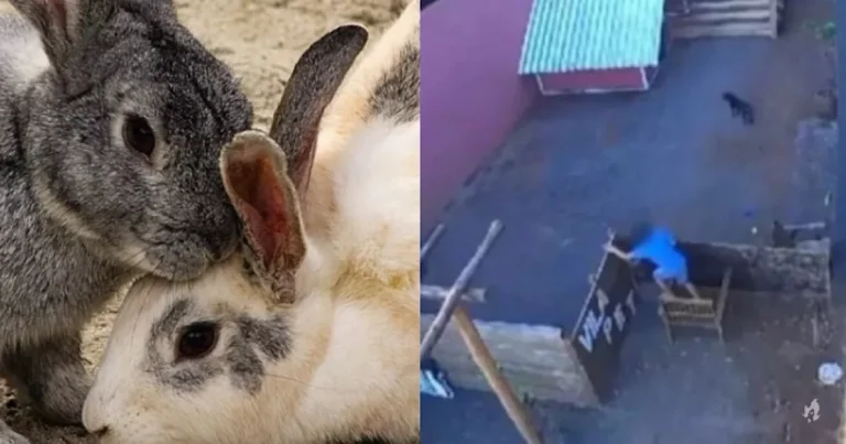 Não foi a primeira vez’: criança que matou 23 animais já tinha histórico