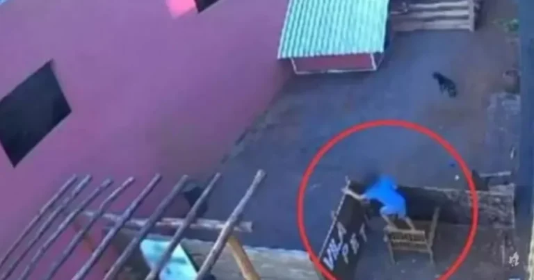 Mãe de menino que matou 23 animais revela bullying na escola e choque da família