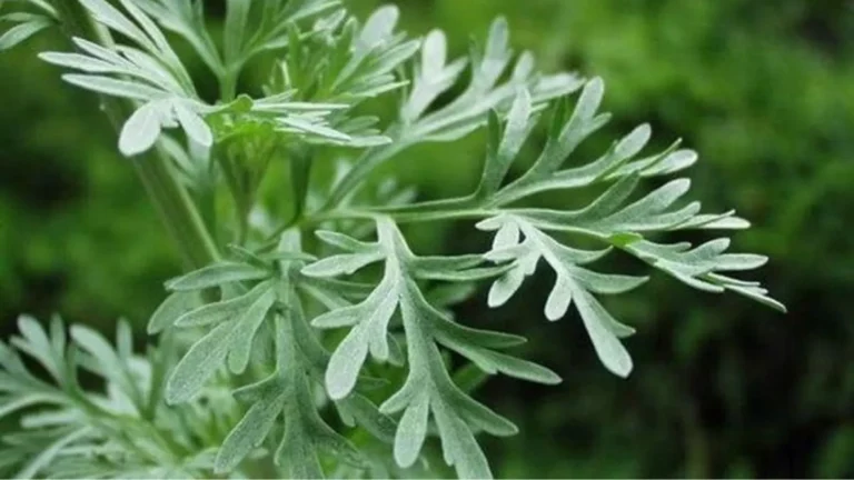 Duas plantas que afastam pulgas e carrapatos da sua casa para sempre!