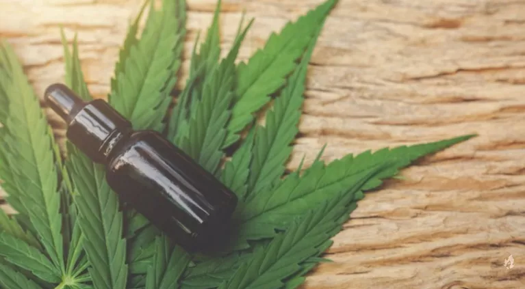 Cannabis medicinal: o que é, para que serve e benefícios