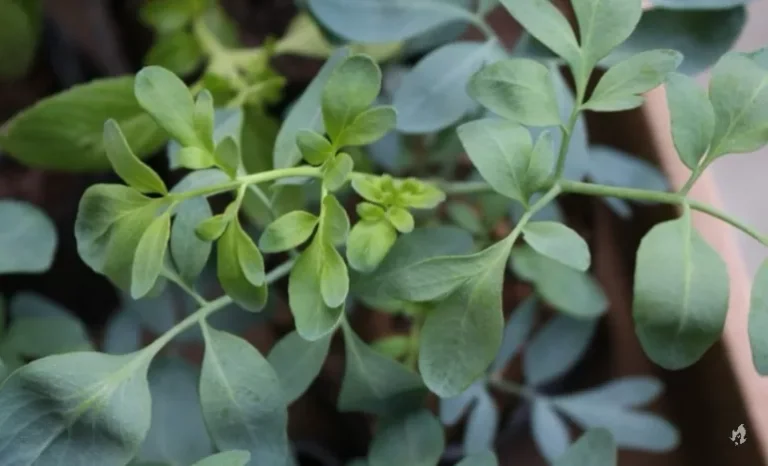 Ímãs de prosperidade! 7 plantas que atraem dinheiro para cultivar em casa