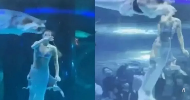 VÍDEO: Peixe morde a cabeça de ‘sereia’ durante apresentação em aquário