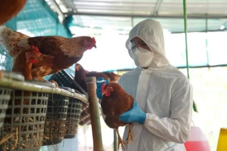 Qual o risco de a gripe aviária virar uma nova pandemia entre humanos?