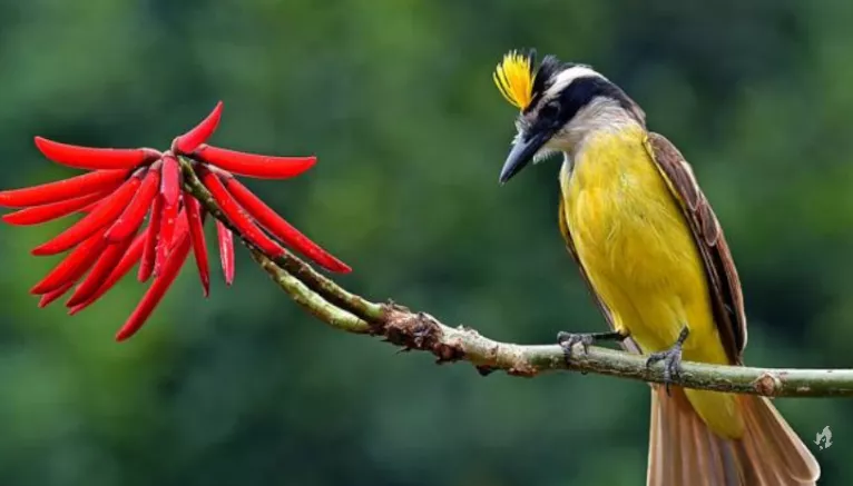 O que significa receber a visita de um bem-te-vi em casa?