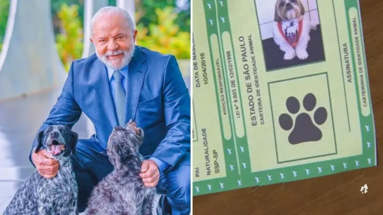 Sinpatinhas: Governo Lula lança RG para cães e gatos nesta quinta