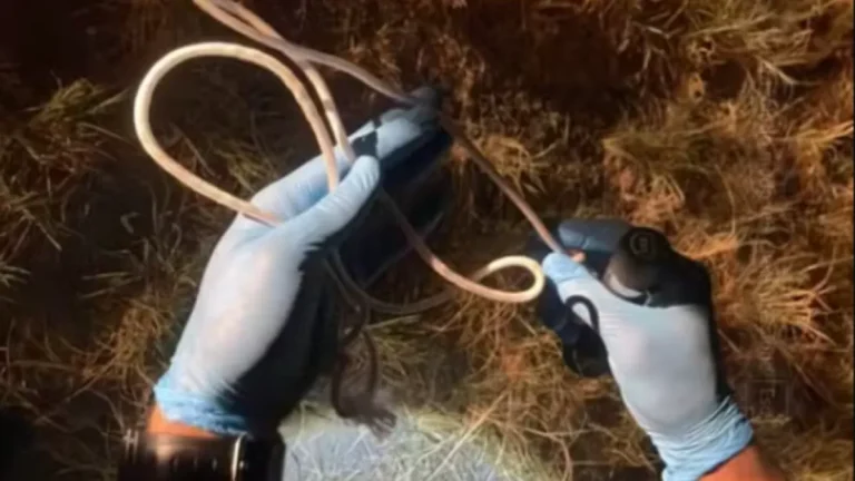 SC: mulher é enforcada e tem rosto desfigurado por ‘amigo’ em tentativa de feminicídio