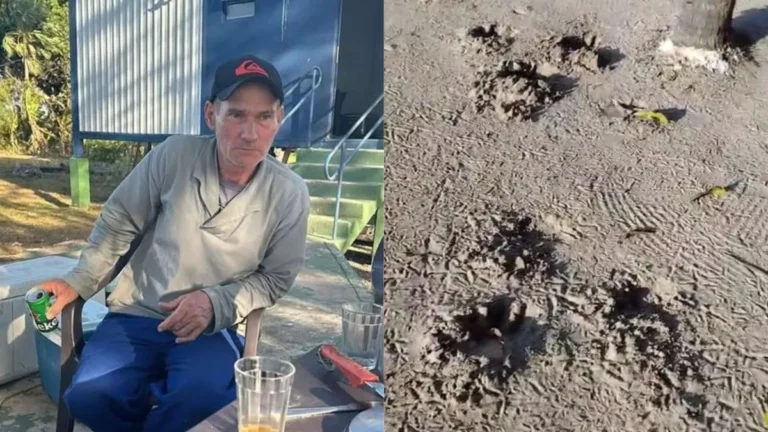 Tragédia na Selva: Onça-pintada Ataca e Mata Caseiro em Mato Grosso do Sul