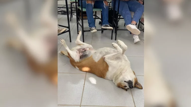Cachorro mascote da UFSM é “nomeado” como pró-reitor de assuntos caninos