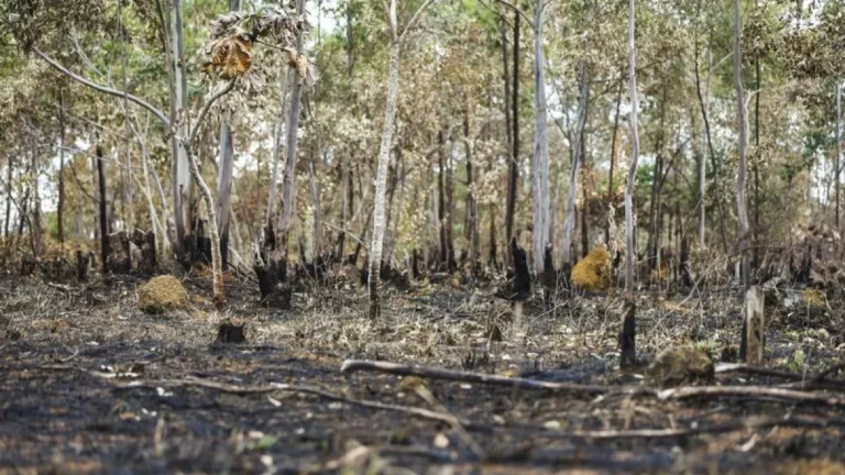 Degradação da Amazônia cresce 163% em dois anos, enquanto desmatamento cai