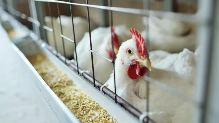 Governo negocia com importadores flexibilização da suspensão de frango