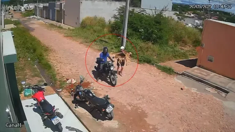 Vídeo: Homens em motocicleta furtam cadela no Ceará