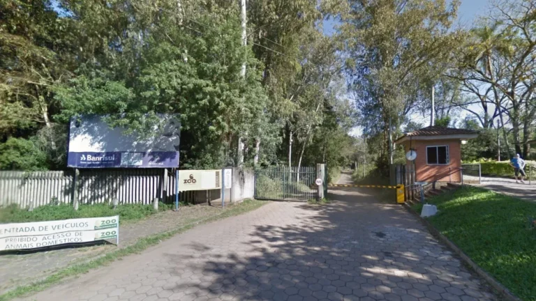 Gripe aviária matou cisnes e patos em zoo no RS; local foi fechado