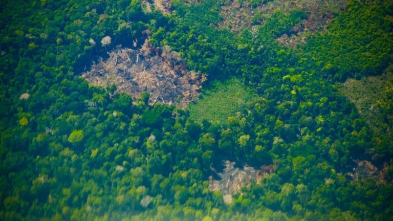 Justiça condena cinco pessoas por desmatamento da Amazônia