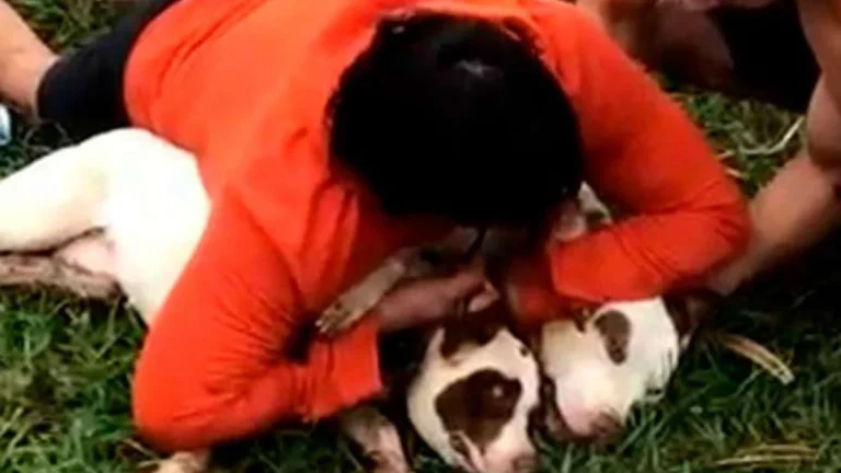 Professor de Muay Thai se salva de ataque de pitbulls após imobilizá-los: ‘Vi a minha vida passar’