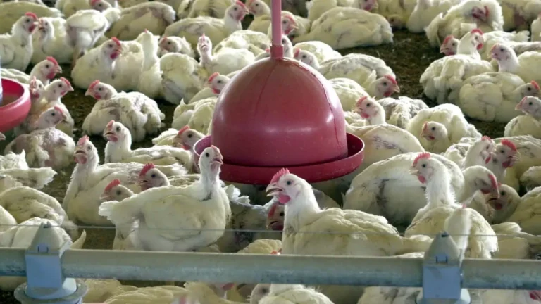 Brasil vai se declarar livre de gripe aviária nesta quarta, diz Agricultura