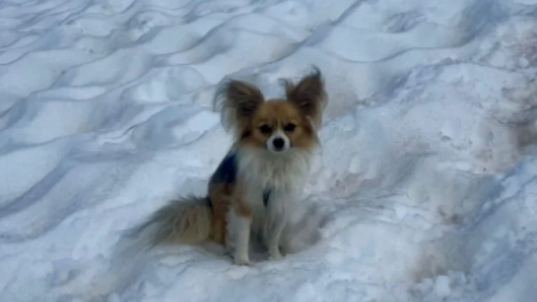 Chihuahua ajuda a resgatar dono preso em geleira na Suíça