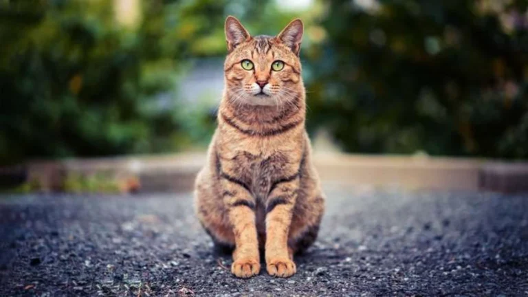Idoso decide deixar toda herança para quem cuidar da sua gata; entenda