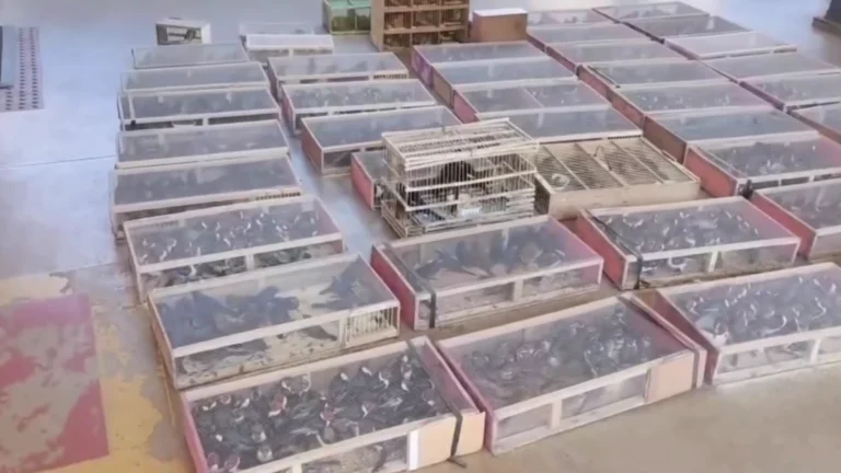 Suspeitos são liberados após transportarem cerca 1,4 mil aves
