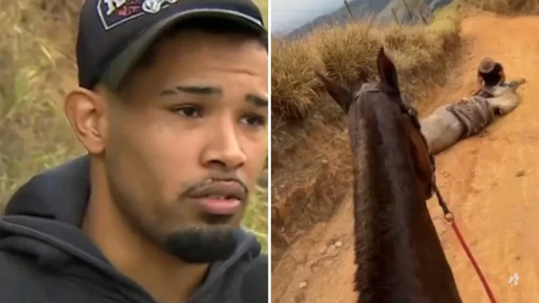 Saiba o motivo que levou homem a decepar perna de cavalo; ele entregou detalhes à polícia