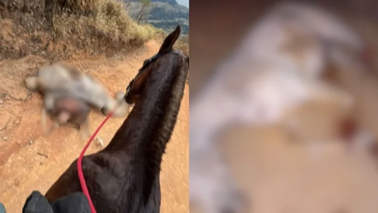 Cavalo mutilado em SP: entenda por que suspeito não foi preso