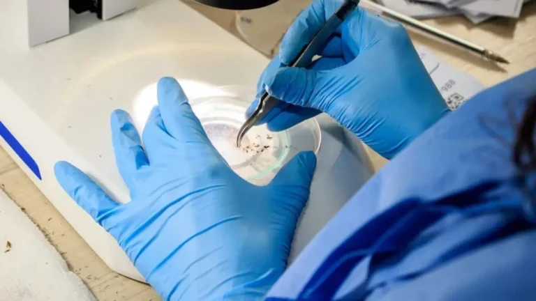 Projeto de combate a doenças transmitidas por mosquitos será testado em MG