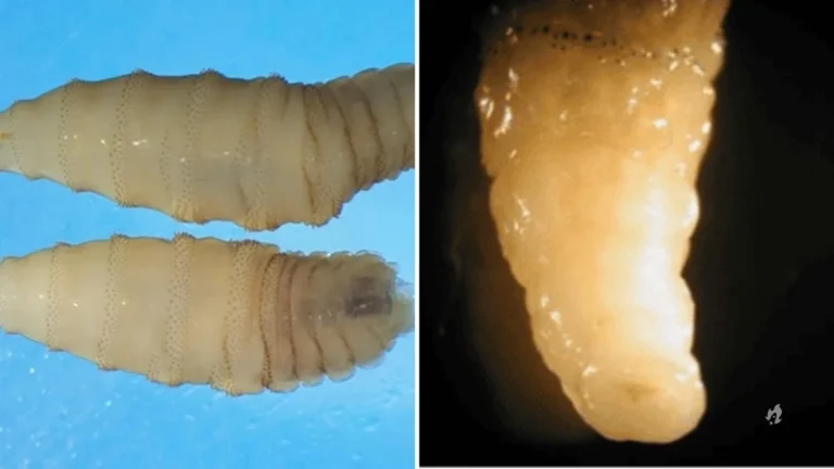 Parasita carnívoro que ‘ameaça’ EUA é detectado pela 1ª vez em humano; entenda
