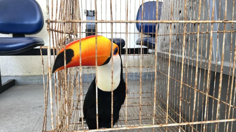 Operação no RJ já resgatou 700 animais e prendeu 45 suspeitos