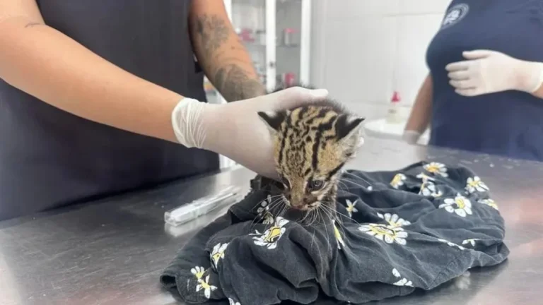 Filhote de jaguatirica é resgatado por família e levado para reabilitação