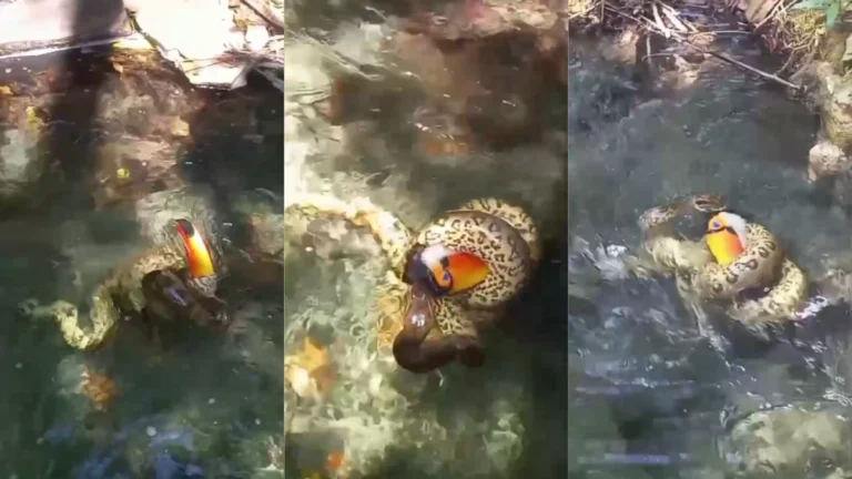 Sucuri engole tucano pelo bico em rio em Bonito (MS); veja o vídeo