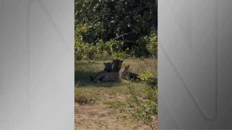 Vídeo: Onça-pintada com filhotes é observada no Pantanal de MT