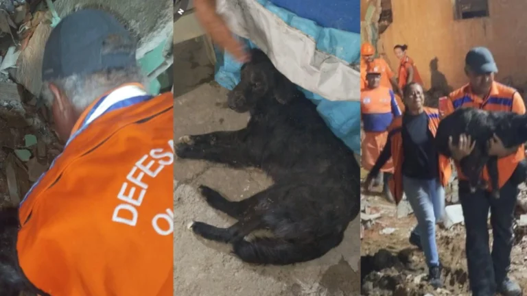 Morre Nick, cão resgatado após 35 horas soterrado depois de explosão em PE