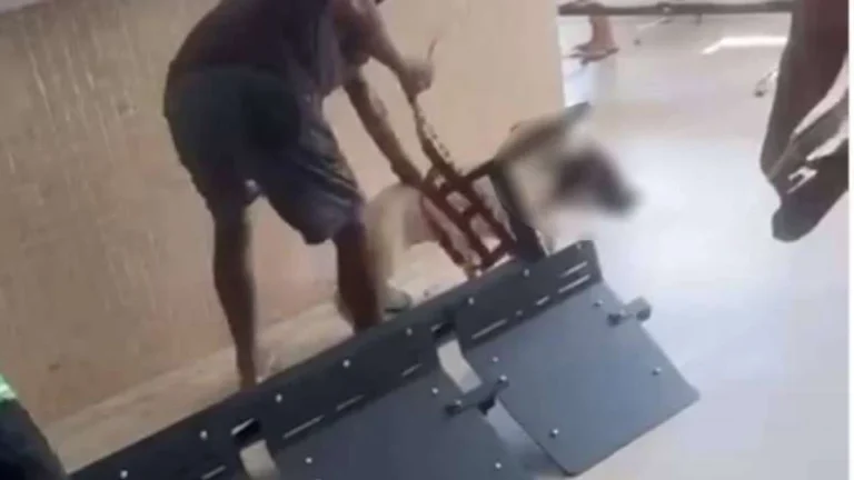 Pitbull ataca e mata filhote de vira-lata em unidade de saúde no ES