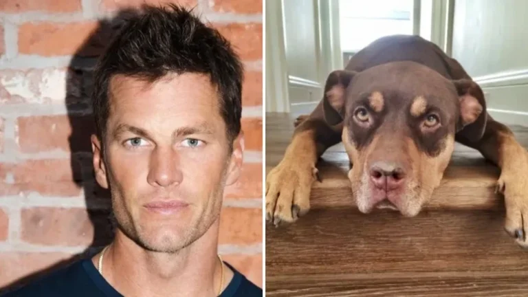 Ex-marido de Gisele Bündchen, Tom Brady revela que clonou cachorra adotada que morreu há 2 anos