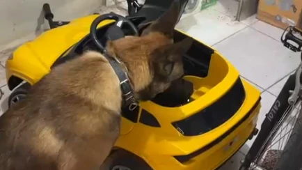 Brinquedo do crime: maconha é encontrada por cão em carro infantil em SC