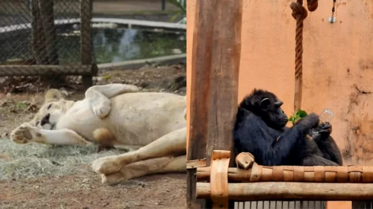 MG: Em uma semana, leoa branca e chimpanzé morrem em zoo de Belo Horizonte