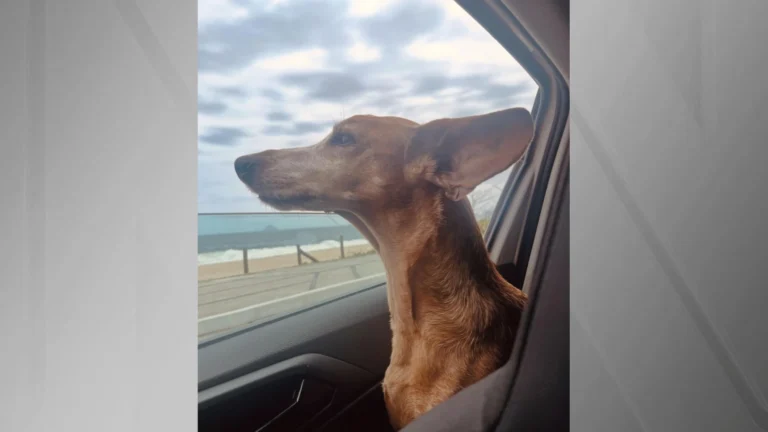 Cadela agredida por passeador no Leblon se recupera bem, afirma tutora