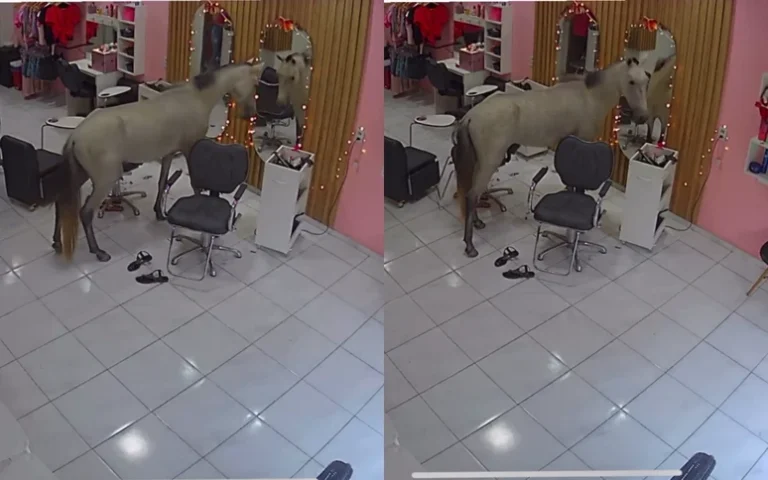 Cavalo invade salão de beleza em Teresina para se olhar no espelho