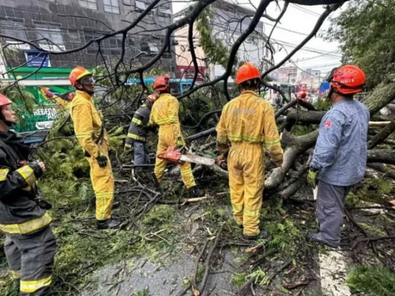 Mulher morre e outra fica ferida em queda de árvore sobre ponto de ônibus na Grande SP