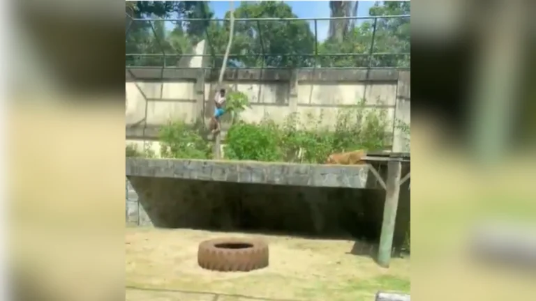 Zoológico em João Pessoa onde jovem foi morto por leoa será reaberto