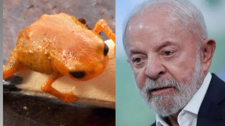 Sapo minúsculo encontrado em montanha homenageia presidente Lula; veja