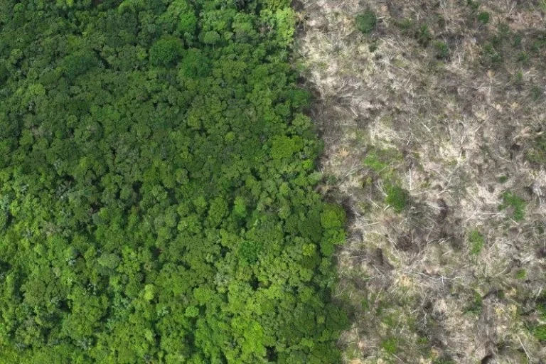 Dados do IBGE indicam crescimento de área para pastagem no Brasil