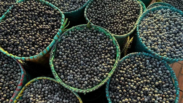 Açaí é oficializado como fruto nacional para proteger patrimônio amazônico